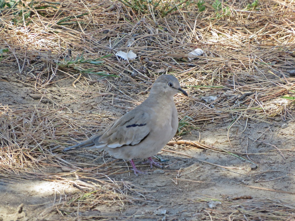 Picui Ground Dove - ML48102841