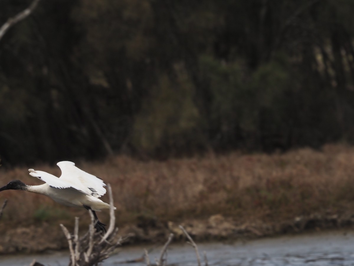 Australian Ibis - ML481028921