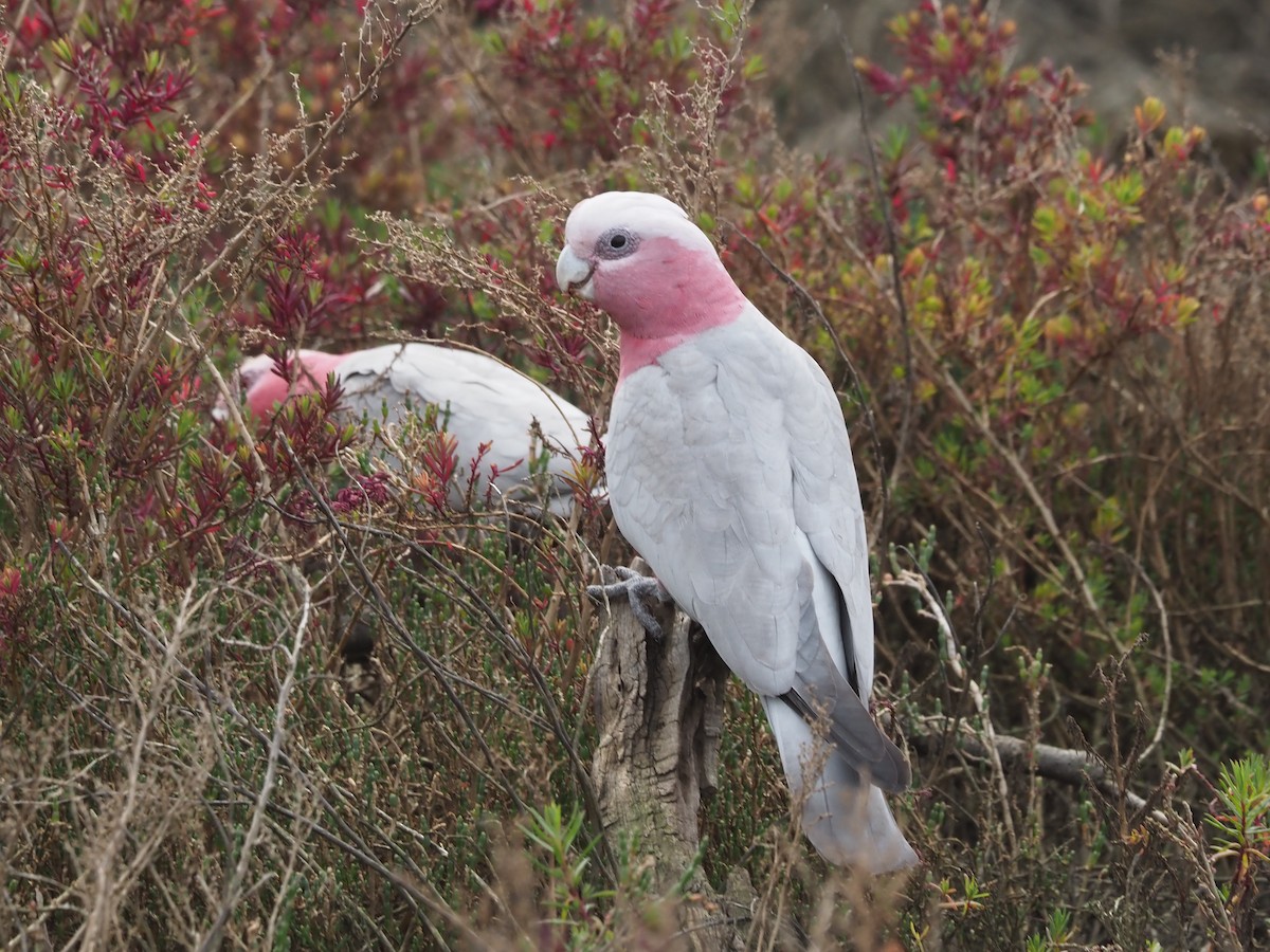 Cacatúa Galah - ML481029671