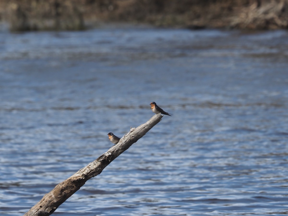 Golondrina Australiana - ML481029801