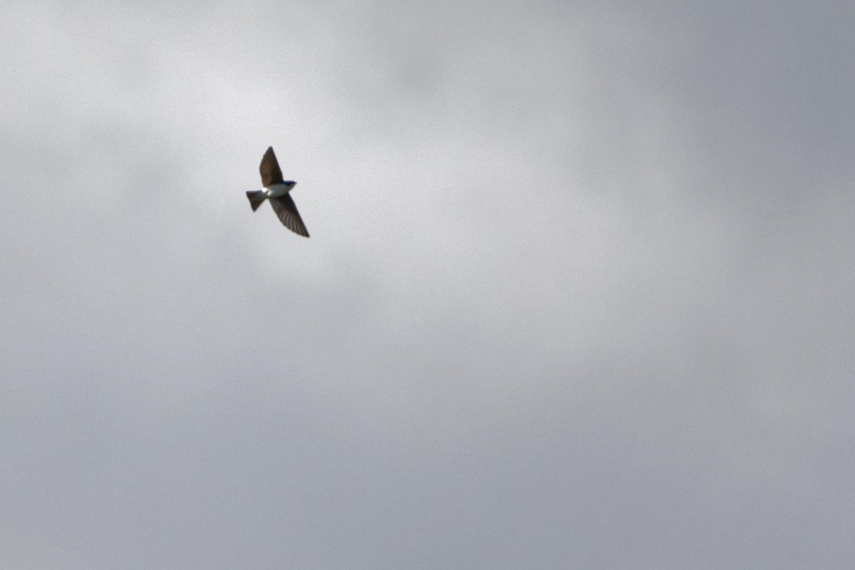 Golondrina Bicolor - ML481029871