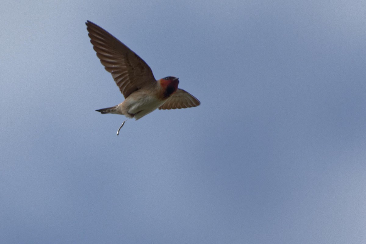 Cliff Swallow - ML481030181