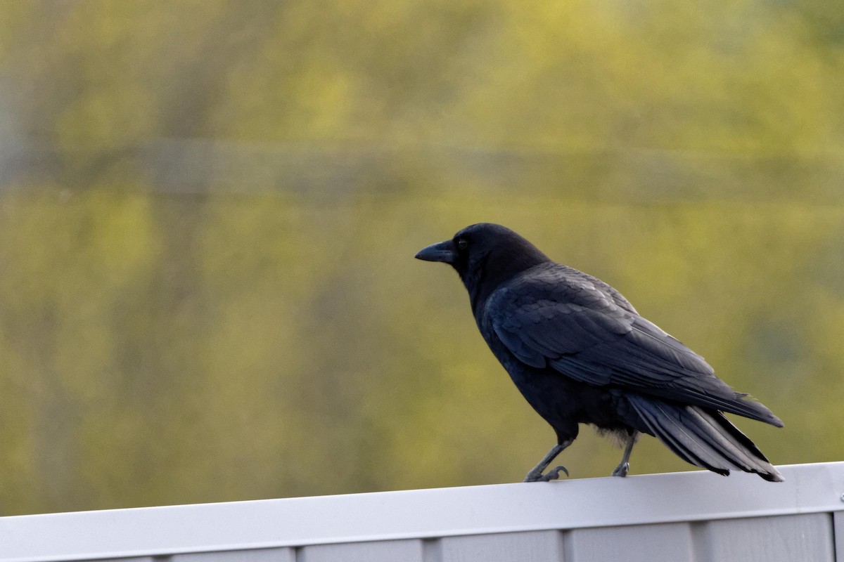 American Crow - ML481030301