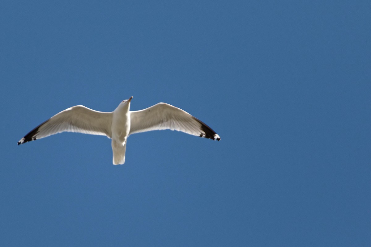 Ring-billed Gull - Christophe PASQUIER