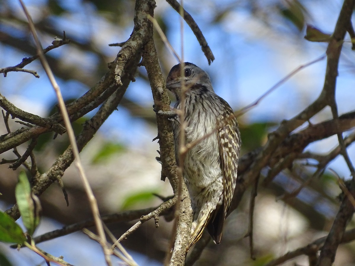 Cardinal Woodpecker - ML481030611