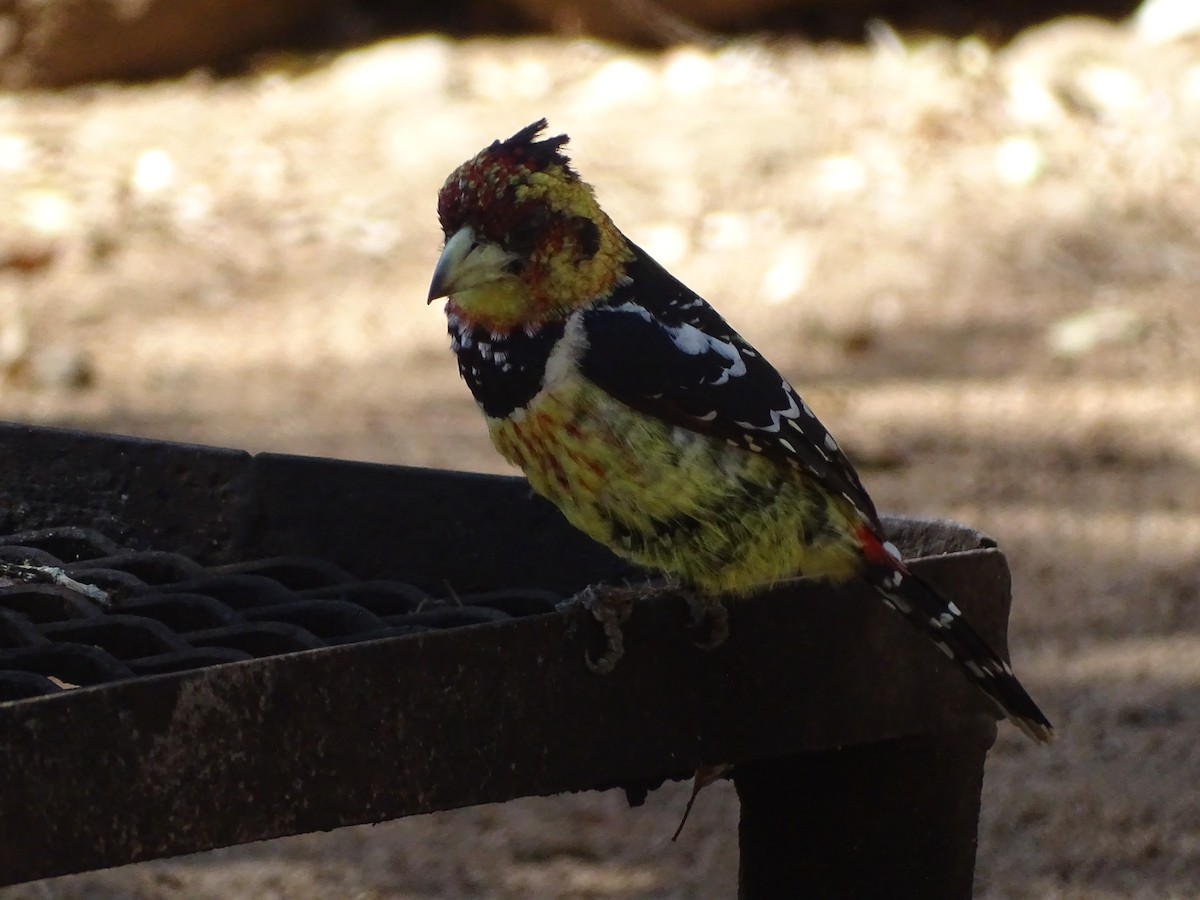 Crested Barbet - ML481030901