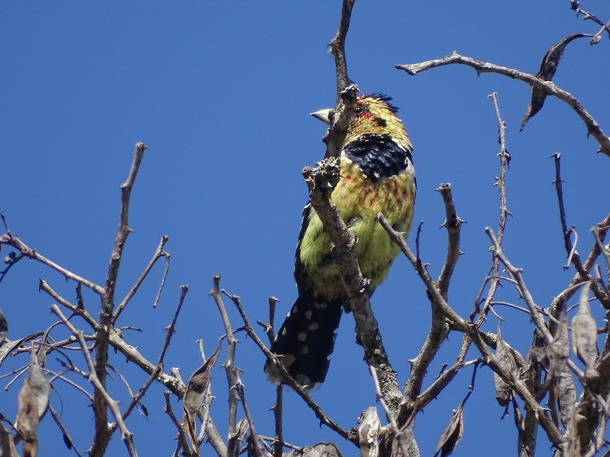 Crested Barbet - ML481030911