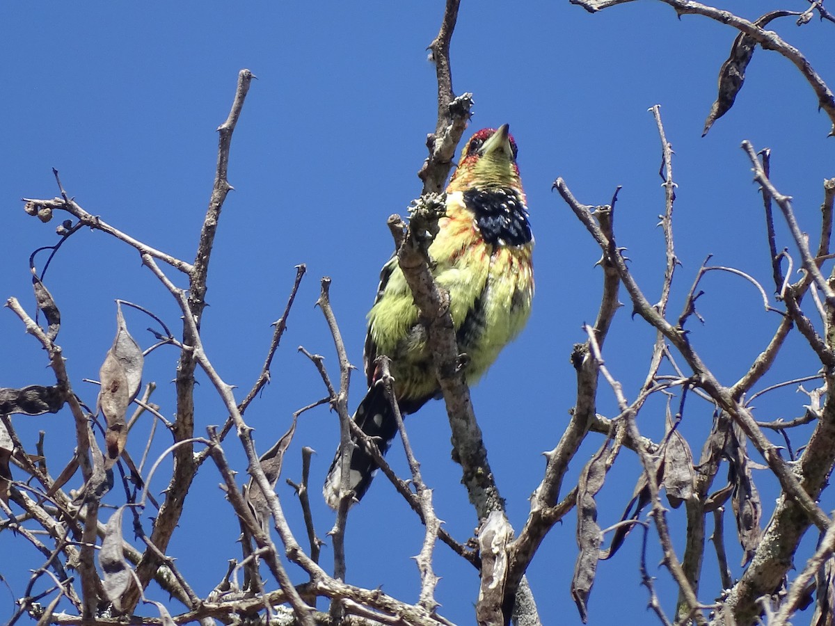 Crested Barbet - ML481030921