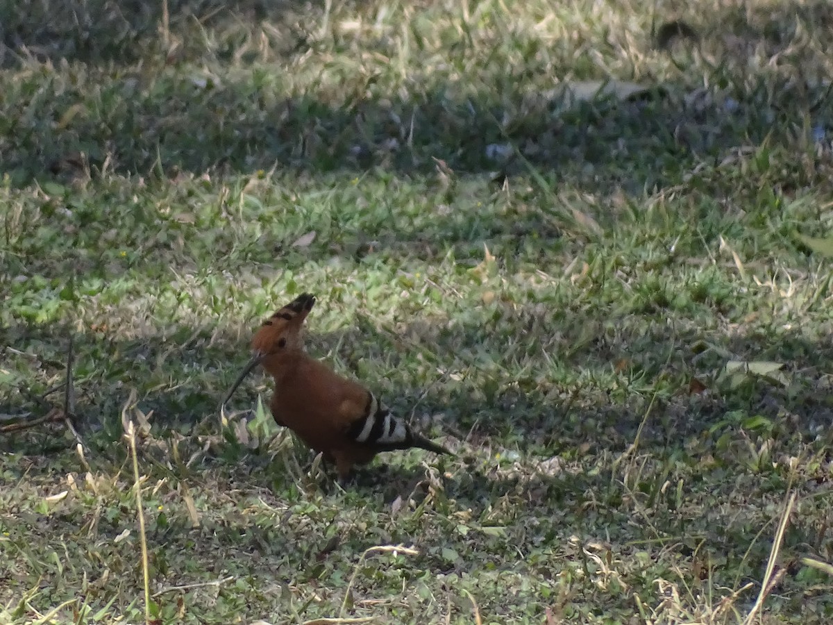 Eurasian Hoopoe - ML481030961