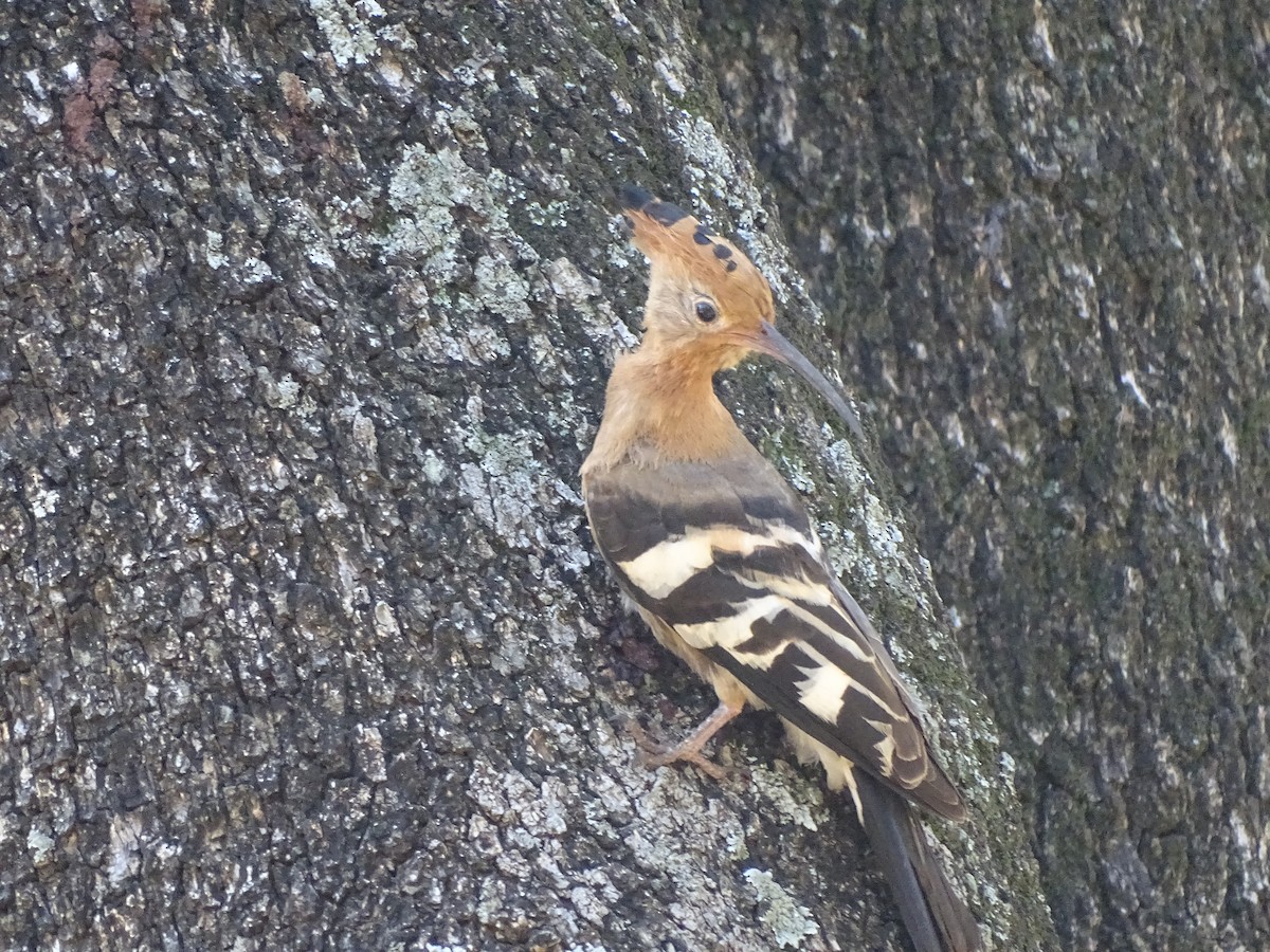 Eurasian Hoopoe - ML481030971