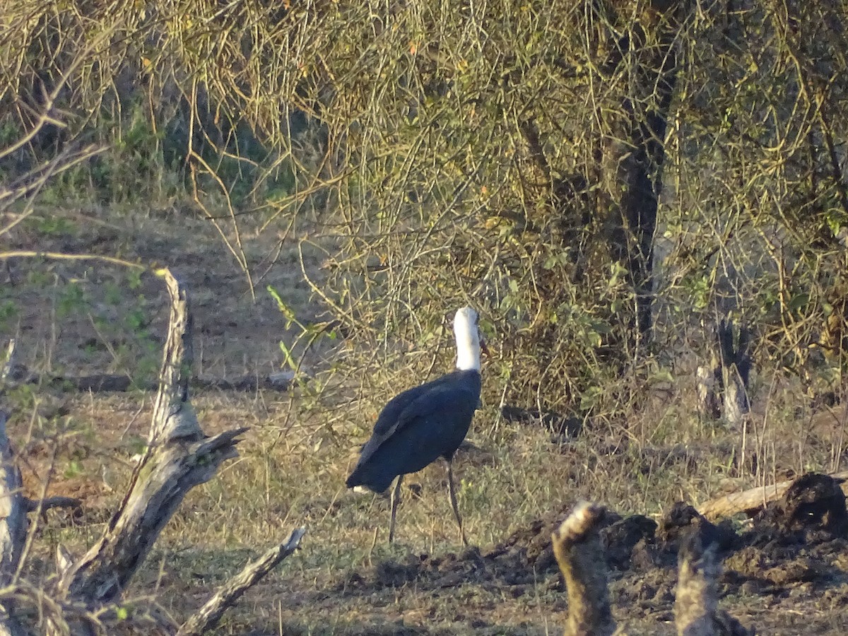 African Woolly-necked Stork - Hector Marti