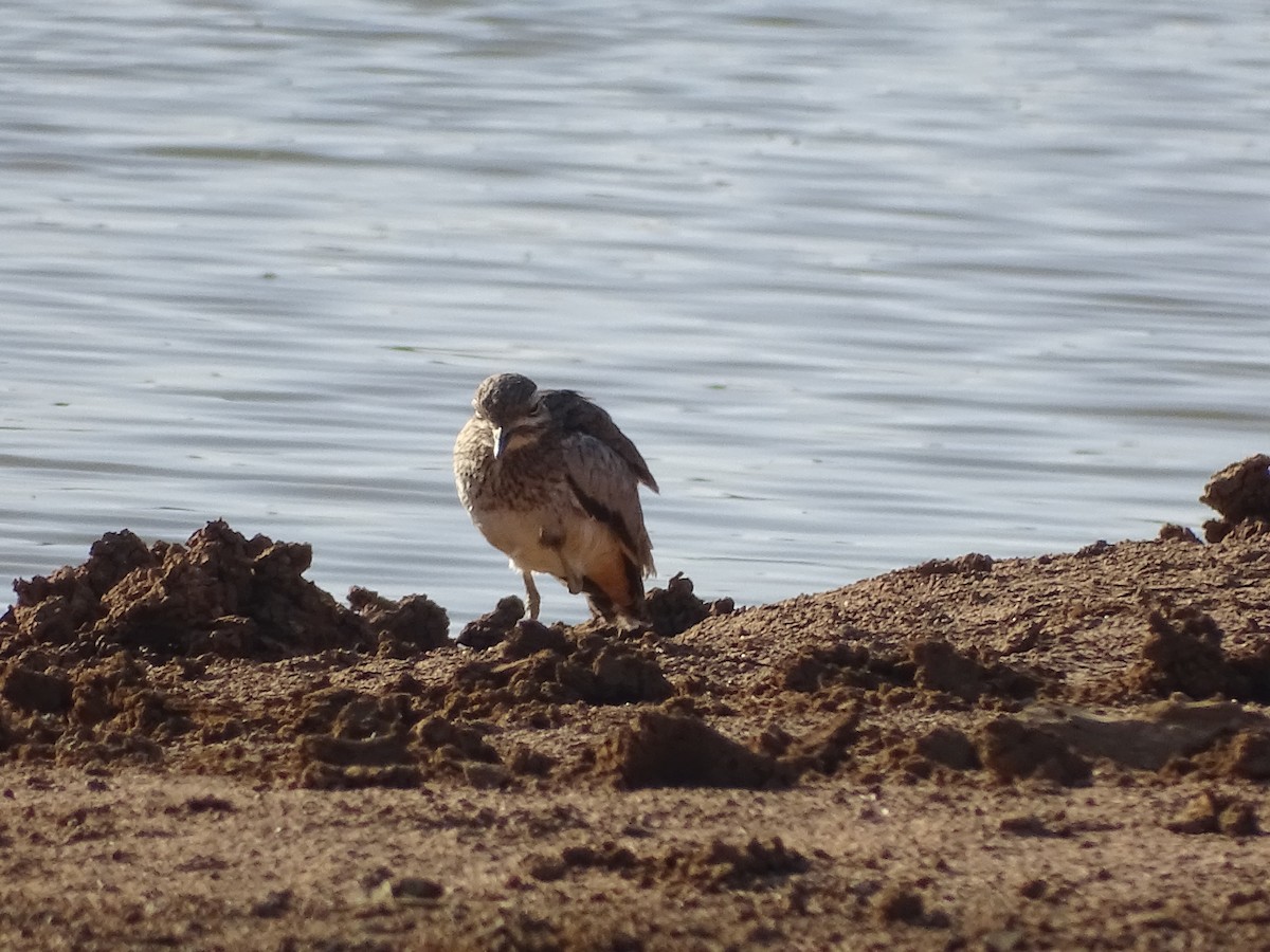 Water Thick-knee - ML481031121