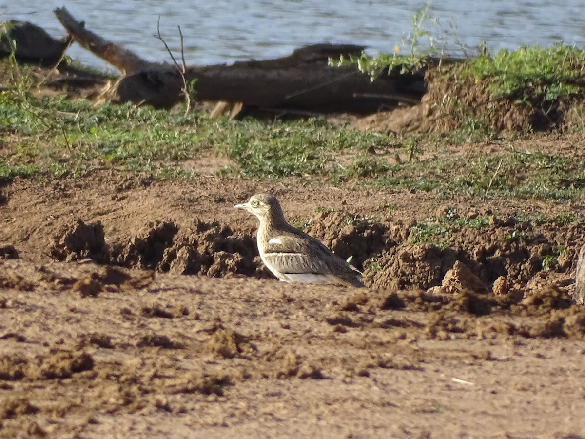 Water Thick-knee - ML481031131