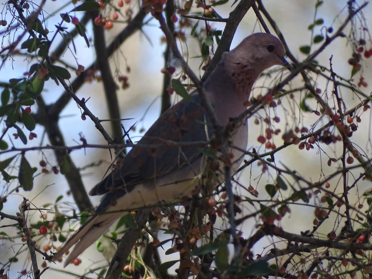 Tórtola Senegalesa - ML481031151