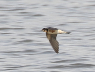 Barn Swallow - ML48103171