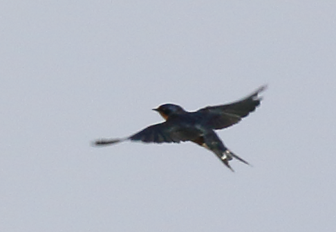 Barn Swallow - ML48103181