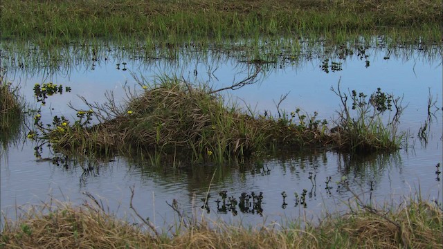 Semipalmated Sandpiper - ML481032