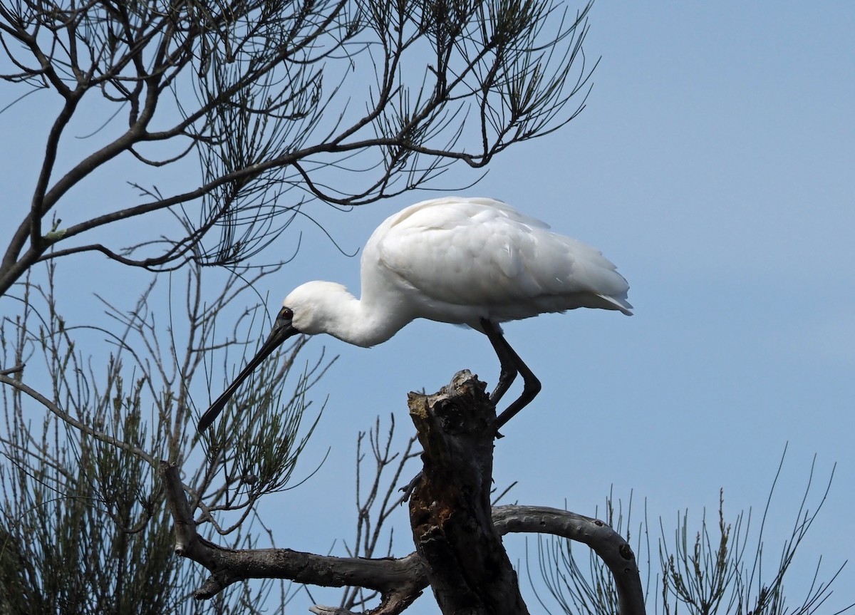 Royal Spoonbill - ML481032141