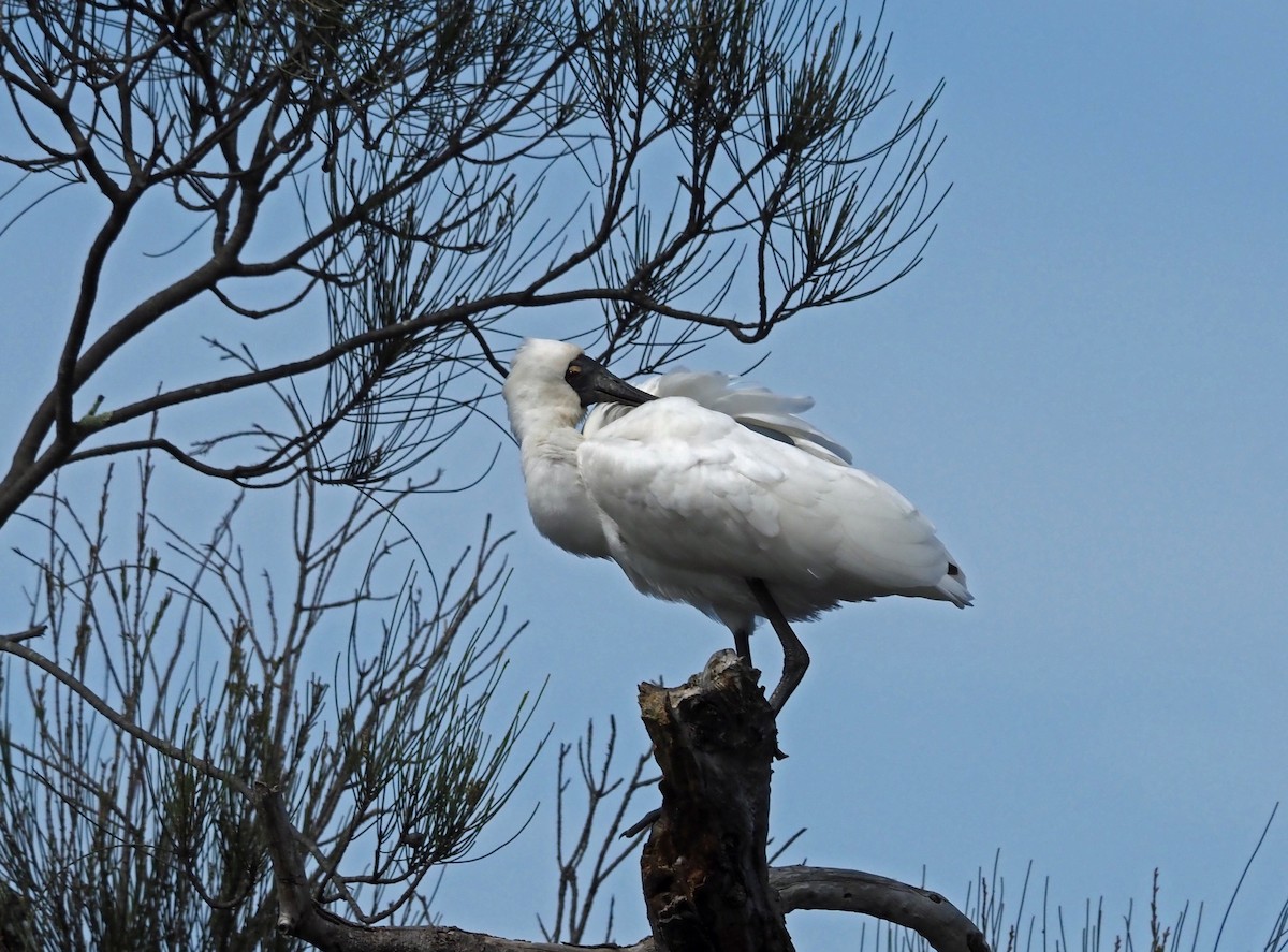 Royal Spoonbill - ML481032151