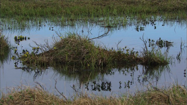 svømmesnipe - ML481033