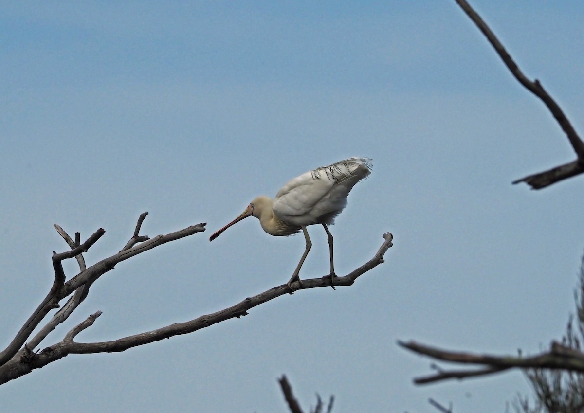 Yellow-billed Spoonbill - ML481034111