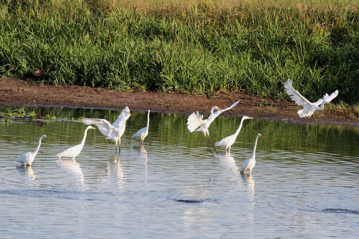 Great Egret - Rainer Seifert