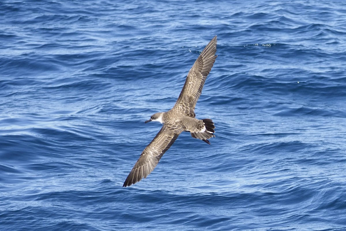 Great Shearwater - ML481034681