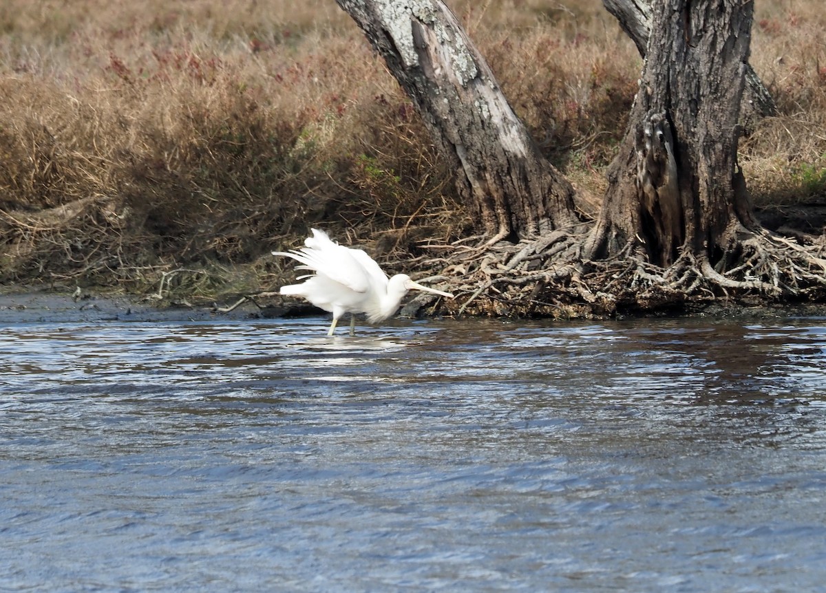 Yellow-billed Spoonbill - ML481034921