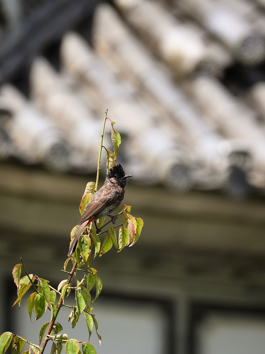 Red-vented Bulbul - ML481035531