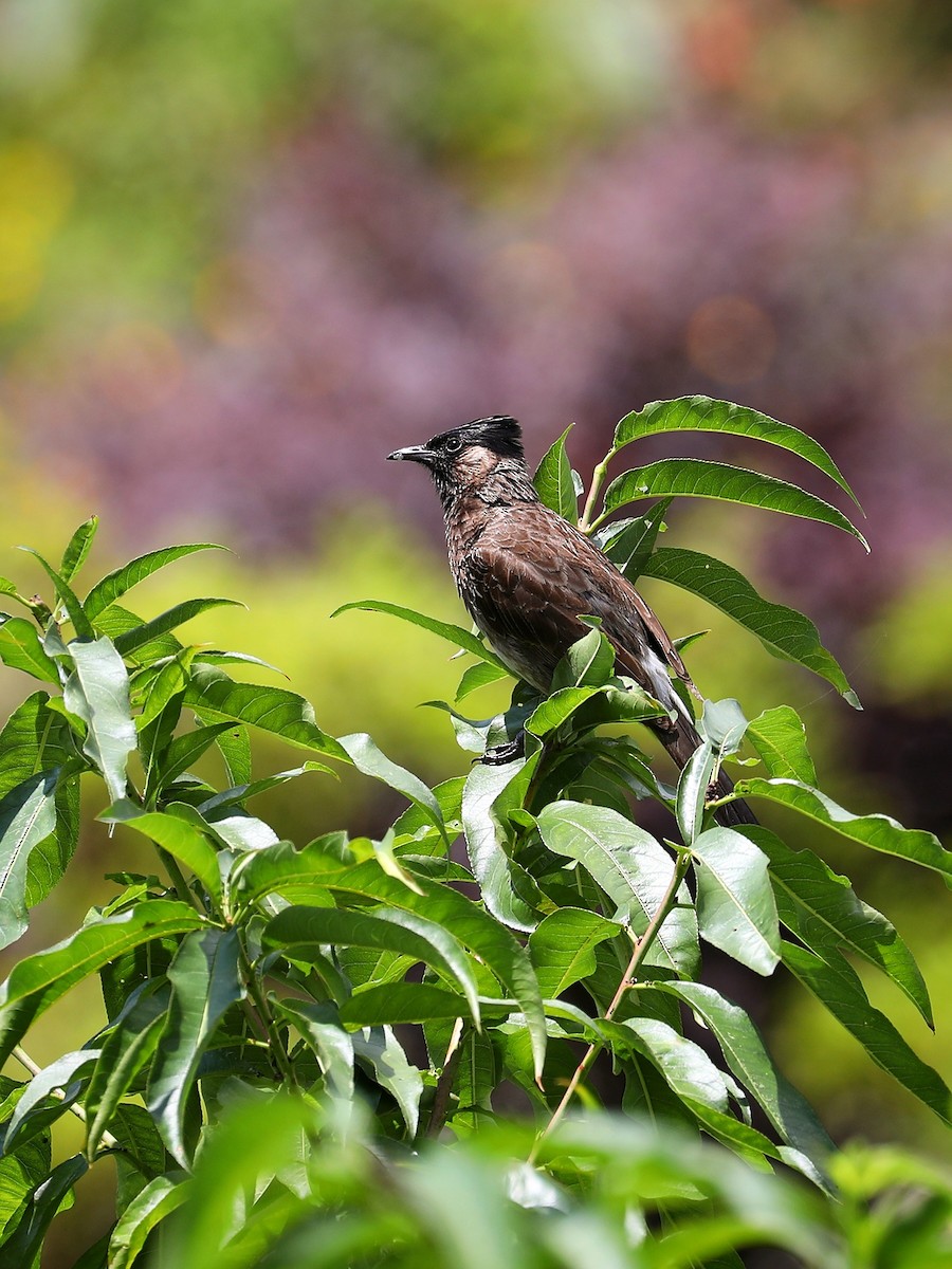Red-vented Bulbul - ML481035541