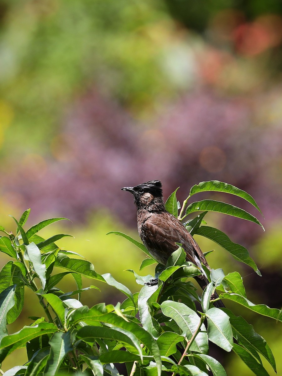 Red-vented Bulbul - ML481035551