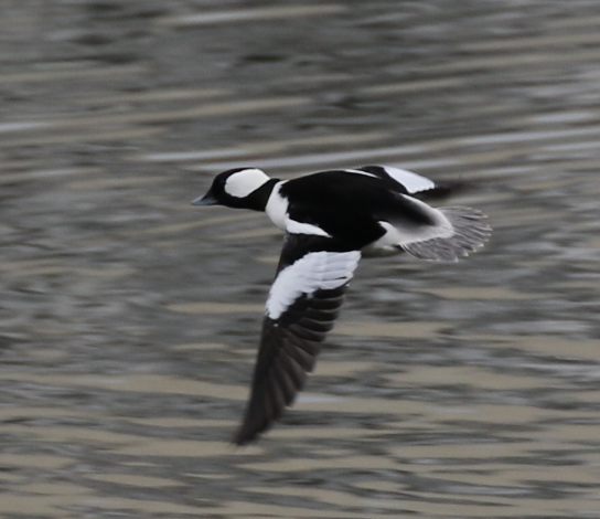 Bufflehead - C. Jackson