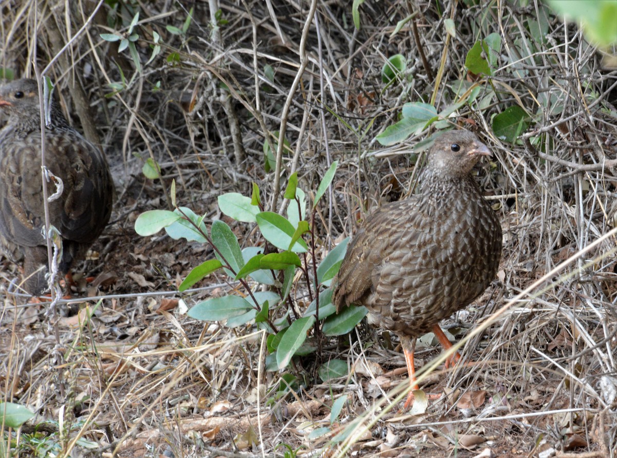 Scaly Spurfowl - ML481039431