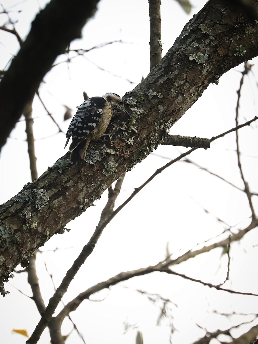 Gray-capped Pygmy Woodpecker - ML481040991