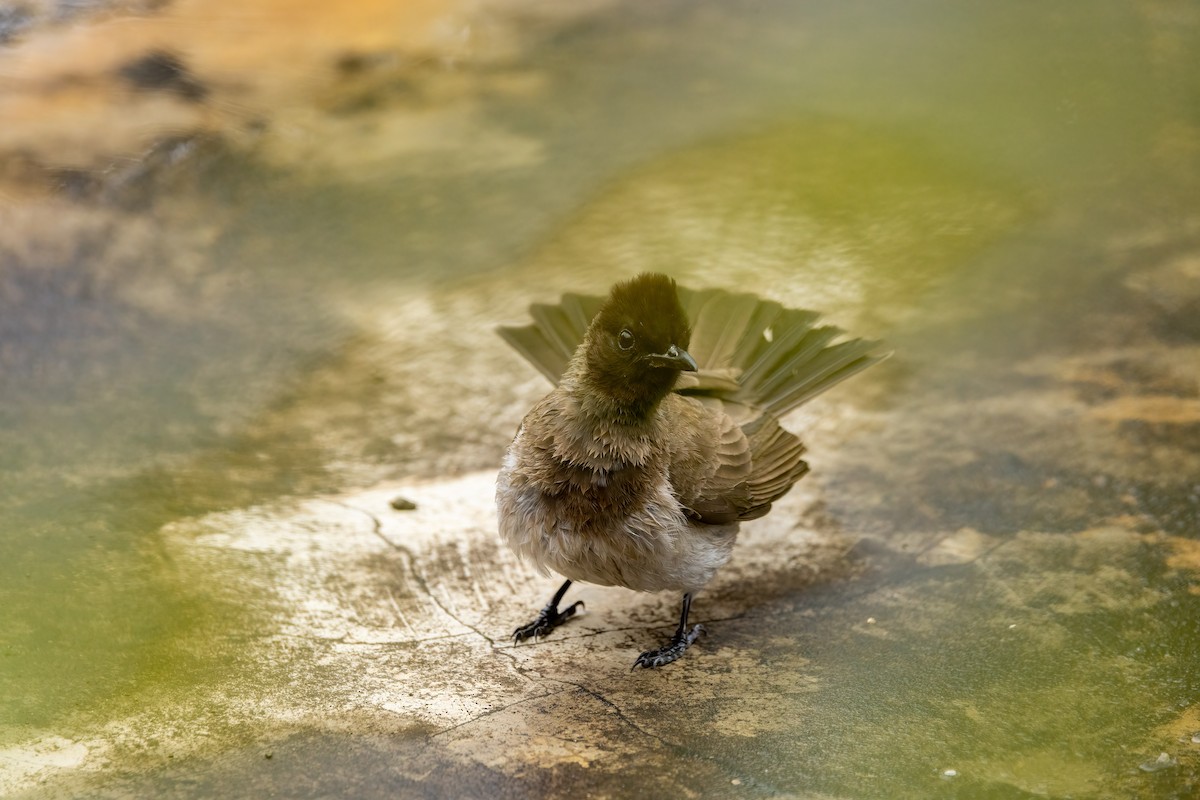 Common Bulbul - ML481041051