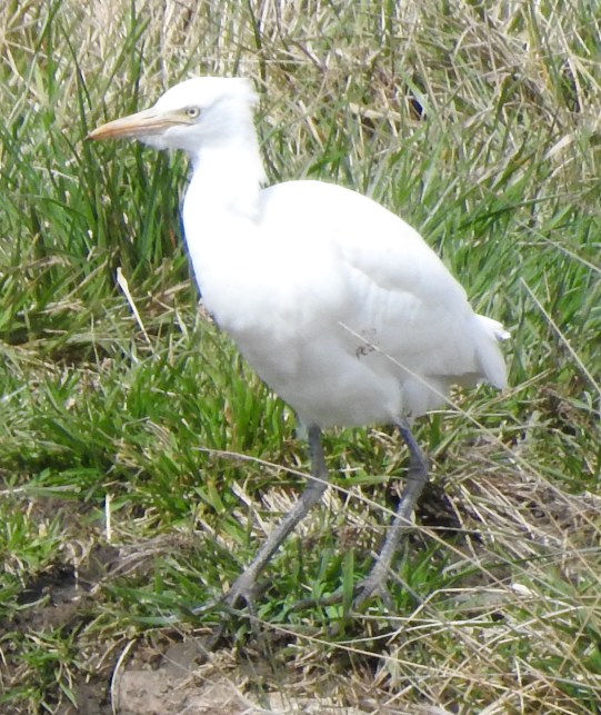 Eastern Cattle Egret - ML481041401