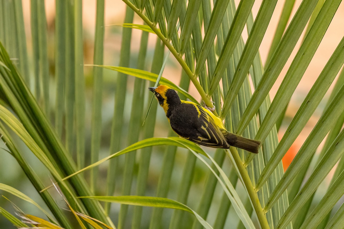 Baglafecht Weaver - ML481041921