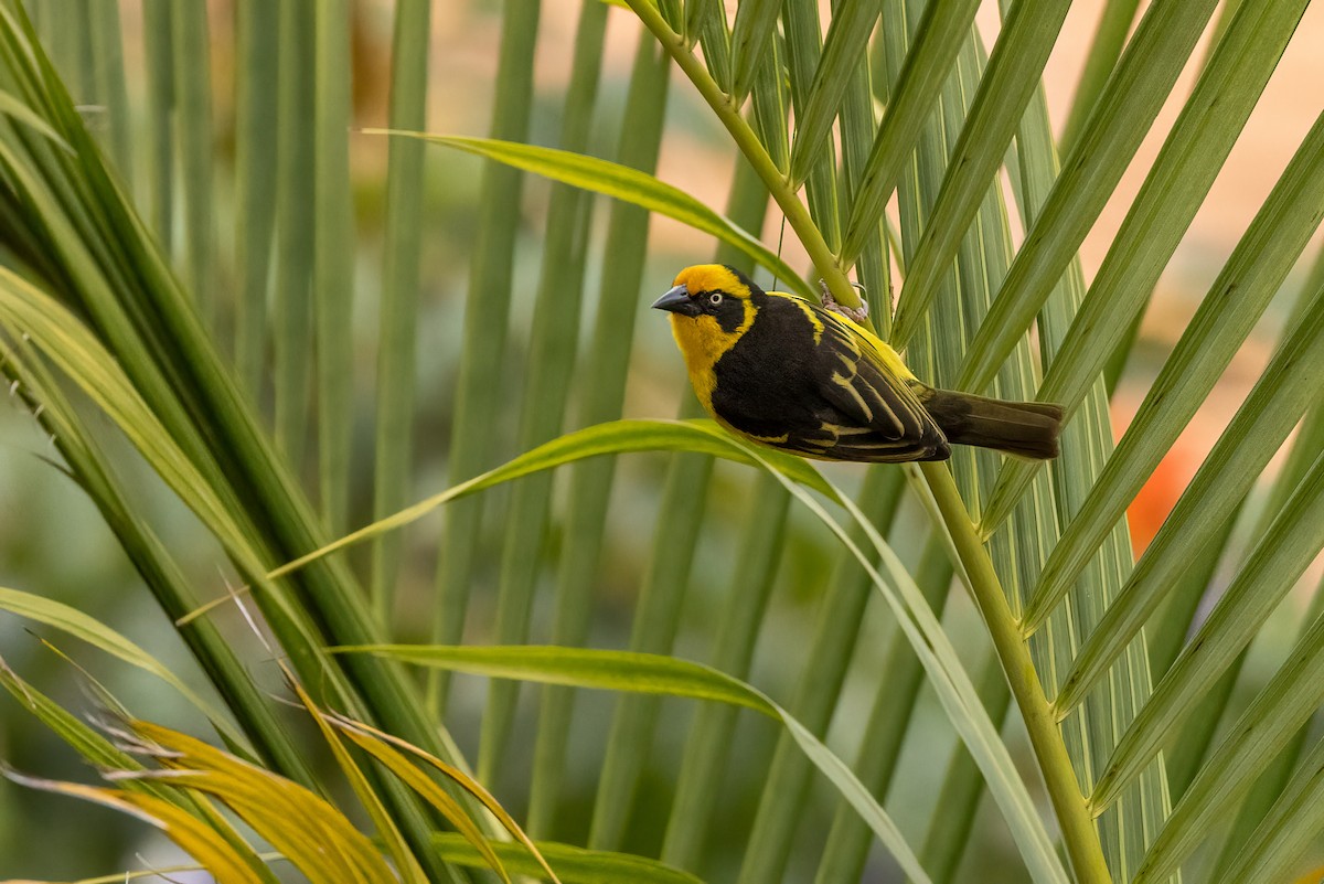 Baglafecht Weaver - ML481042021