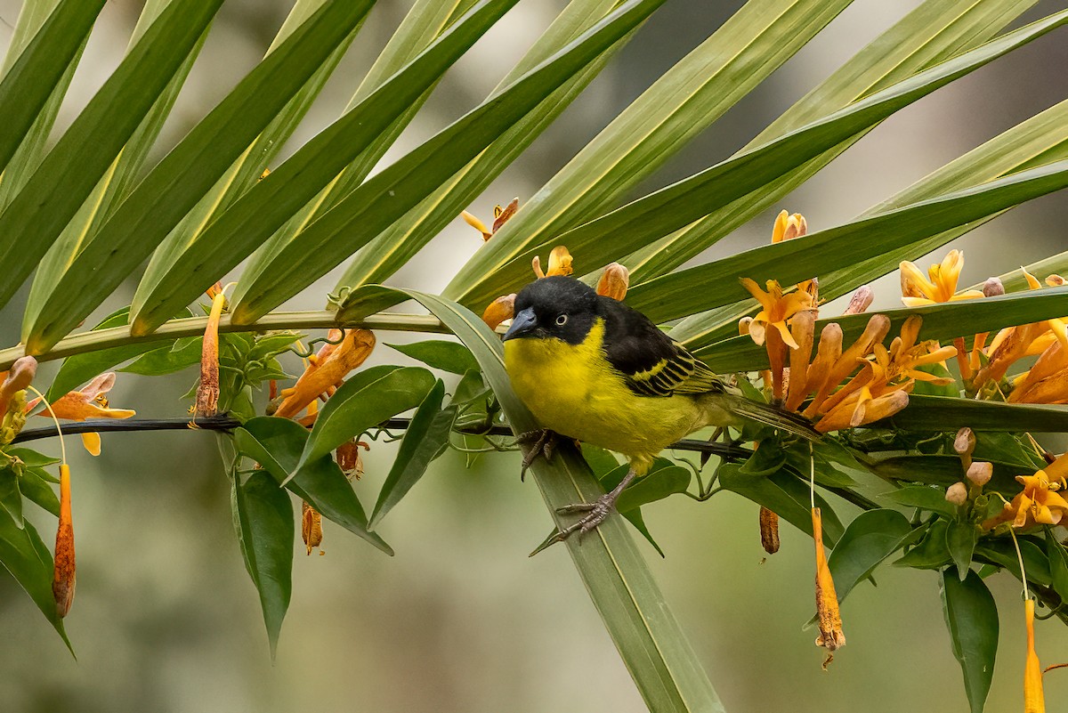 Baglafecht Weaver - ML481042341