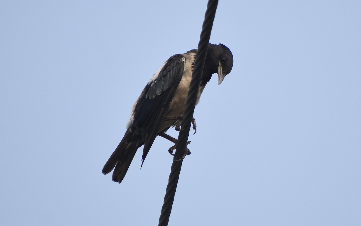 Rosy Starling - Sandeep Biswas