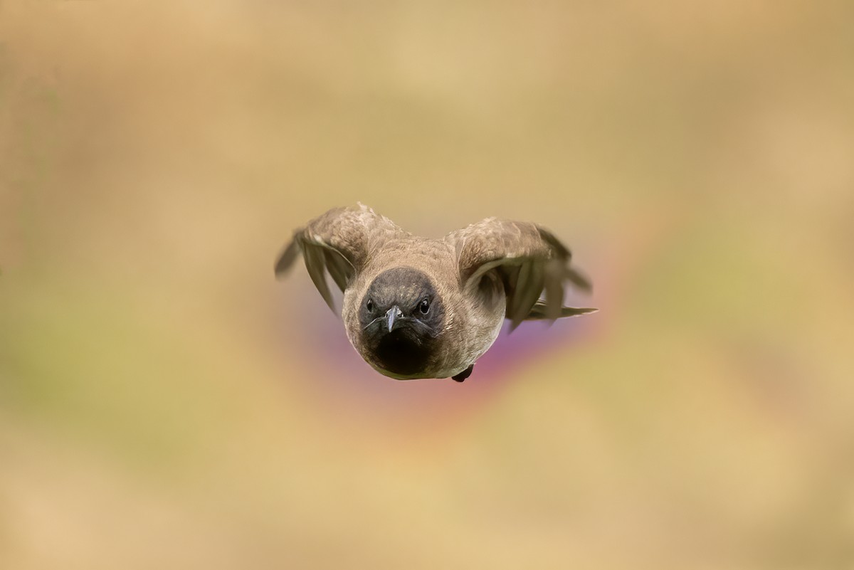 Bulbul Naranjero - ML481043411