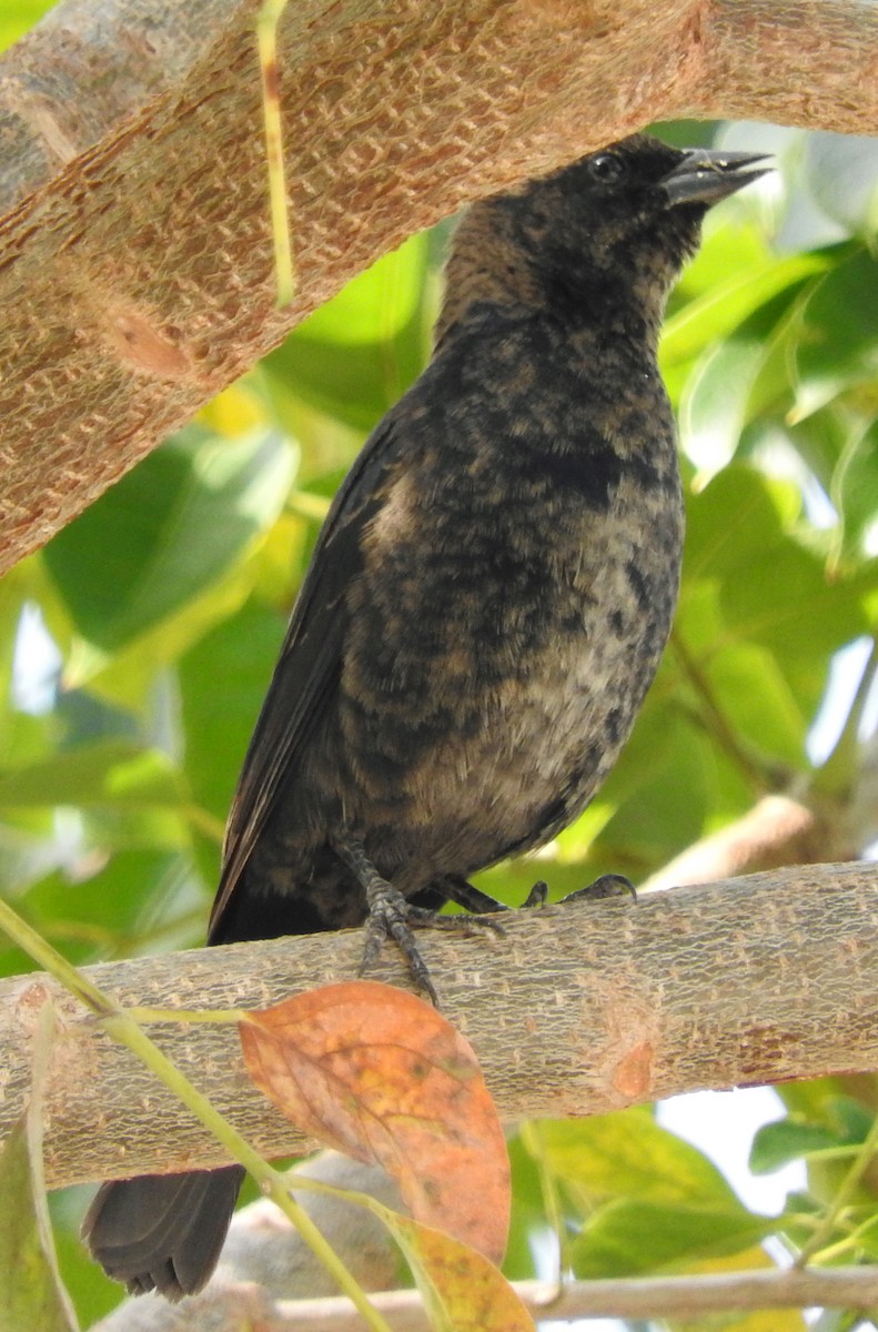 Shiny Cowbird - ML48104491