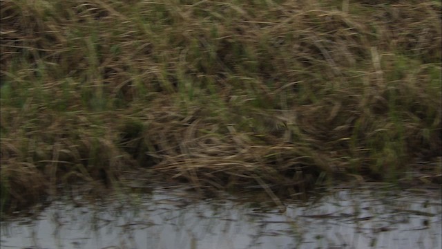 Savannah Sparrow - ML481045