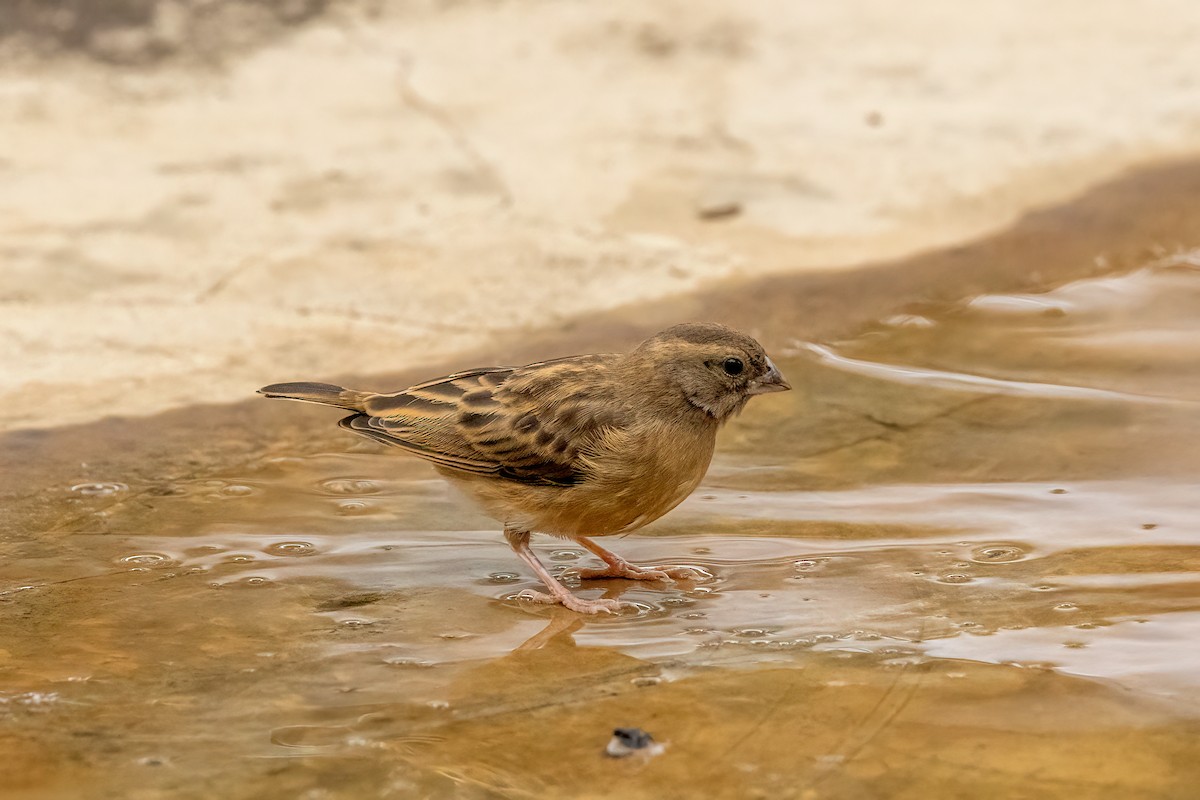 Cinnamon-breasted Bunting - ML481045361