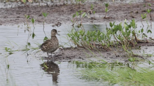 Green-winged Teal - ML481045541