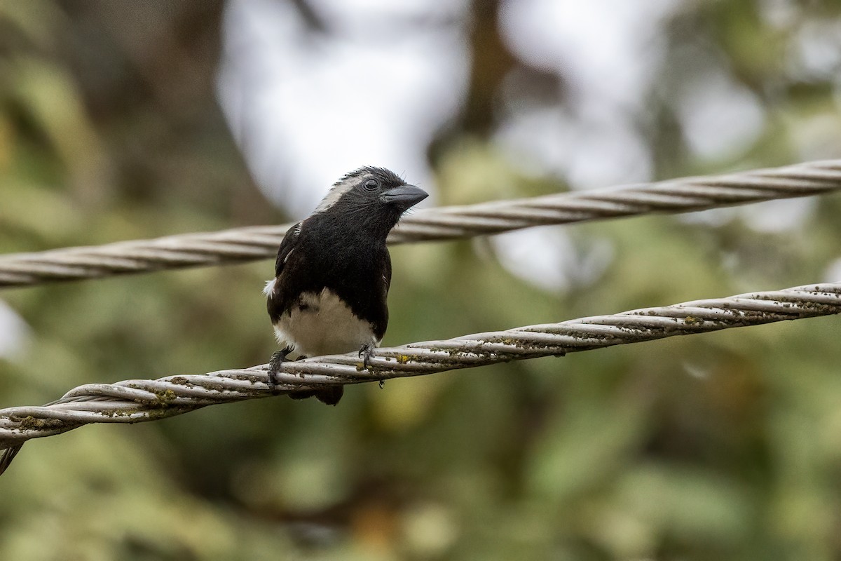 White-eared Barbet - ML481045821