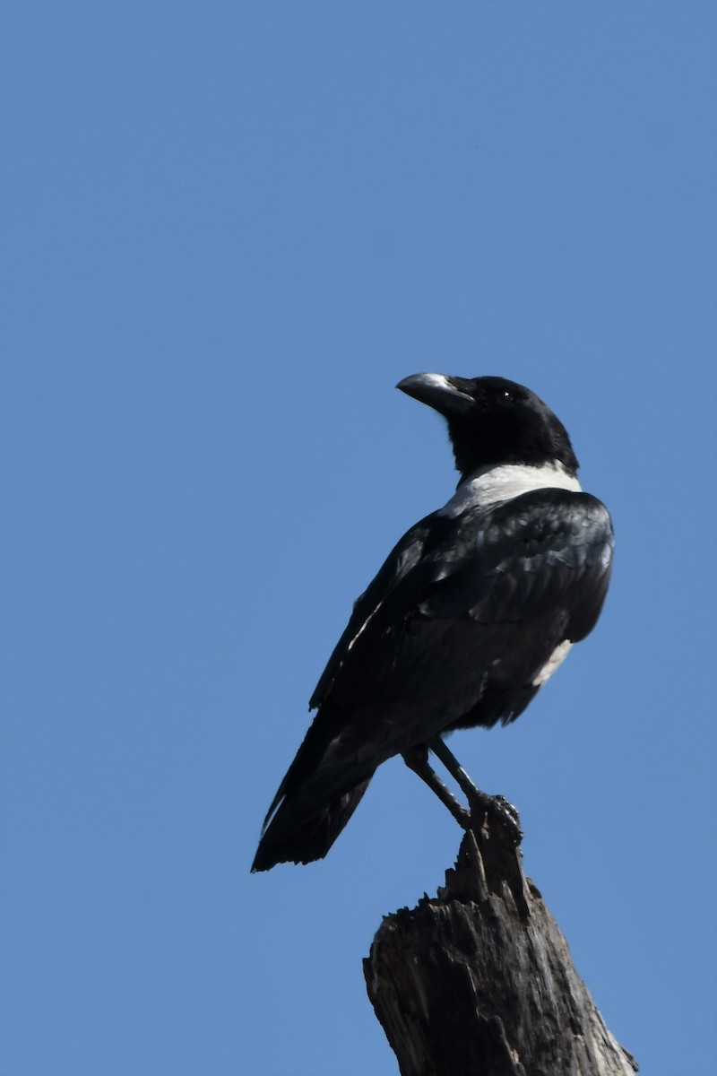 Pied Crow - ML481046141