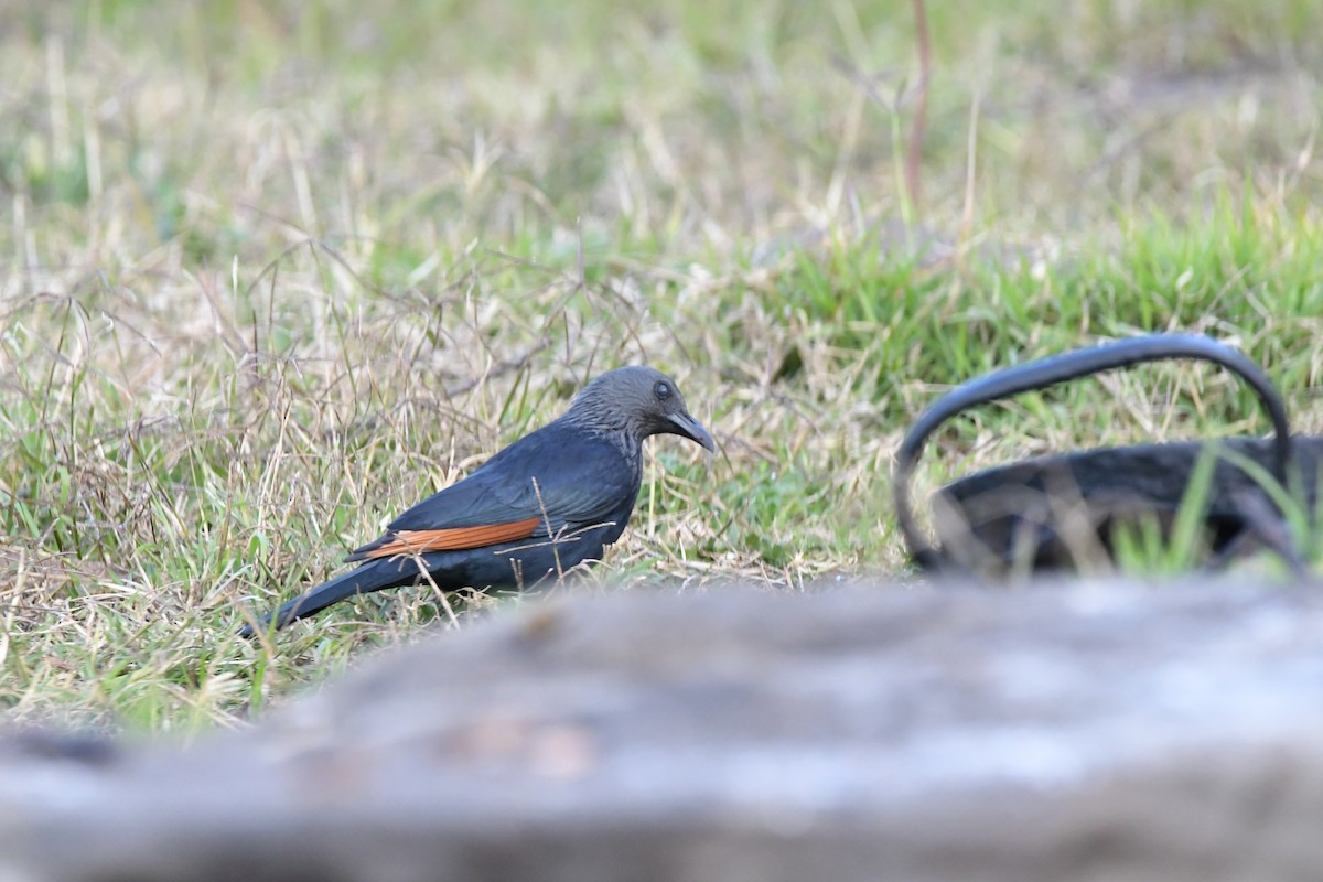 rødvingestær - ML481046651