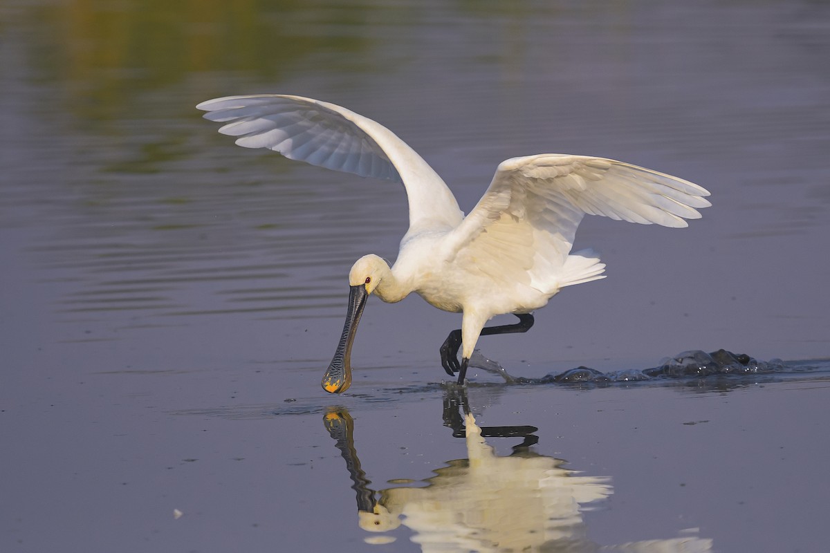 Eurasian Spoonbill - ML481046671