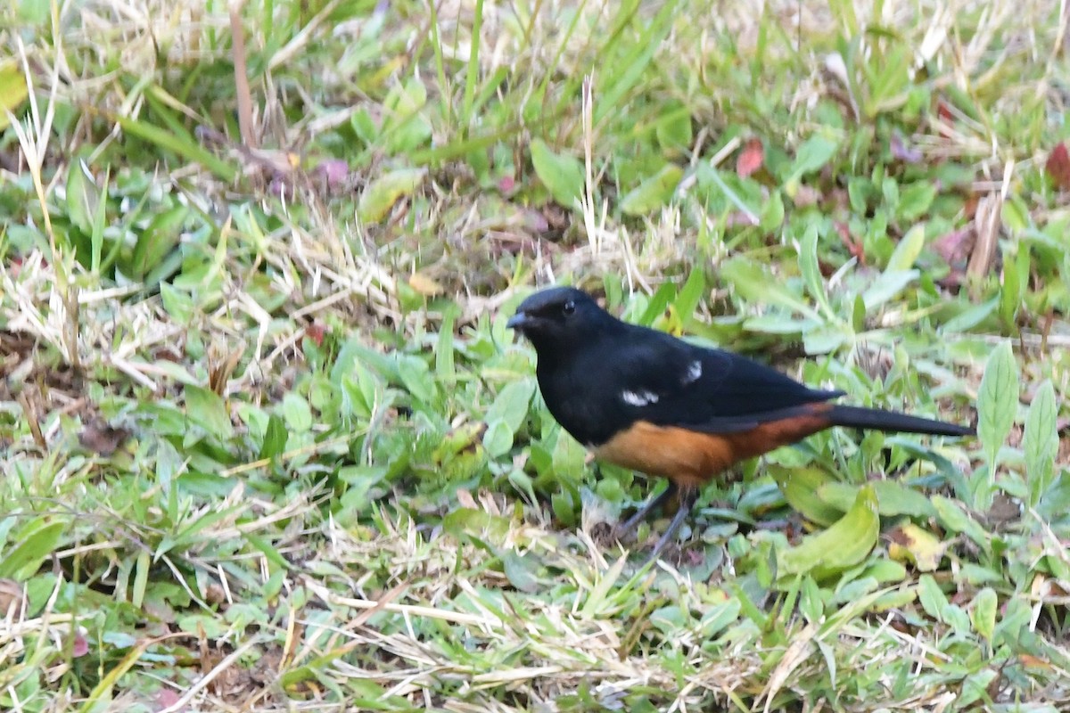 sangklippeskvett - ML481046681